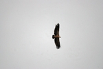 Griffon Vulture