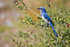 Florida Scrub-Jay from side, Venice, Florida