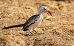 Red- billed  Hornbill