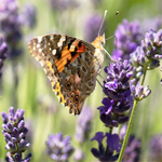Painted Lady