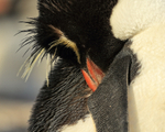 Rockhopper Penguin sleeping, close view, Sea Lion Island