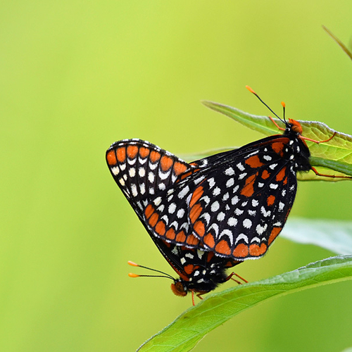 A mating pair of Baltimore Checkerspot butterflies.