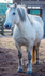 Highland Pony - DSC_0871