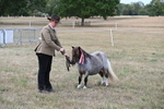 Class 21 Shetland & Mini Horses portfolio