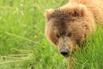 Brown Bear adult female close view, Silver Salmon Creek, Alaska