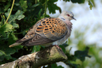 Turtle Dove perched on a branch at Otmoor RSPB