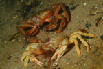 Liocarcinus depurator moulting j