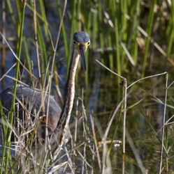 Tricolored Heron _0036