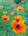 COLOUR -  WEEK #24