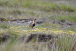 Golden Plover