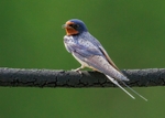 Swallow
