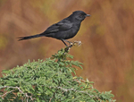 Northern Black Flycatcher
