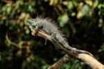 Green Iguana on overhanging branch above river, Costa Rica