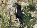 Razorbill