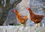 Chickens at Conder Green, DSC_3386