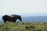 Sweetwater Stallion
