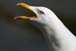 Herring Gull Call  _AGT067