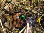 Mallards