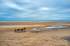 Donkeys on the Beach