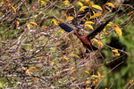 Flying Glossy Ibis with nest material, Wakodahatchee Wetlands, Florida