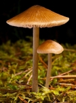 Mycena sp. (06)