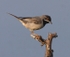 Ruppell's Warbler