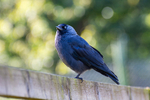 Eurasian Jackdaw - DSC_5450