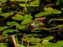 Edible Frog