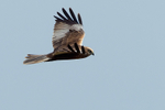 Marsh Harrier (m)