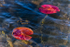 LILY PADS - LONG POINT