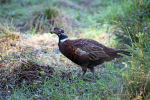 Pheasant on tree stump in Somerset