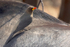 Yellow-billed Oxpecker