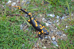 Fire Salamander