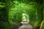 Green Tunnel
