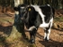 Cattle (05)