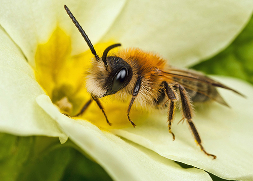 [i]Andrena fulva[/i] male. Warwickshire, April 2103.