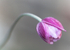 Japanese Anemone Bud