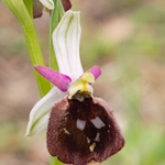 Shield Ophrys (Ophrys argolica ssp. biscutella also Ophrys biscutella or O. crabronifera ssp biscutella