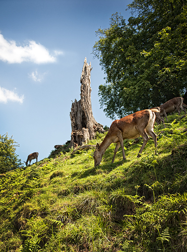 Red Deer