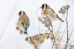 Goldfinch 200113 40