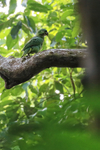 Mealy Amazon portfolio