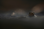 Common frog in evening light
