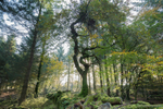 Dartmoor Tree
