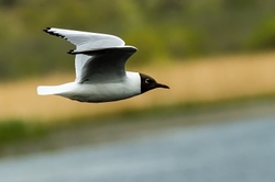Black Headed Gull in Flight