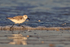 Sanderling running early morning, Fort De Soto, Florida