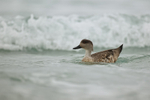 Crested Duck portfolio