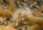 Acanthodoris pilosa