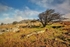 Windswept Tree Bodmin Moor