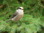 Grey Jay perched in a pine tree, Maligne Lake, Canada