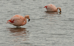 Chilean Flamingo